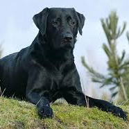 Лабрадор-ретривер (вычес, мытье, сушка)