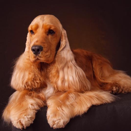 Английский кокер-спаниель (комплекс)