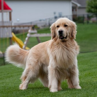 Золотистый ретривер (голден) (гигиена с мытьем)