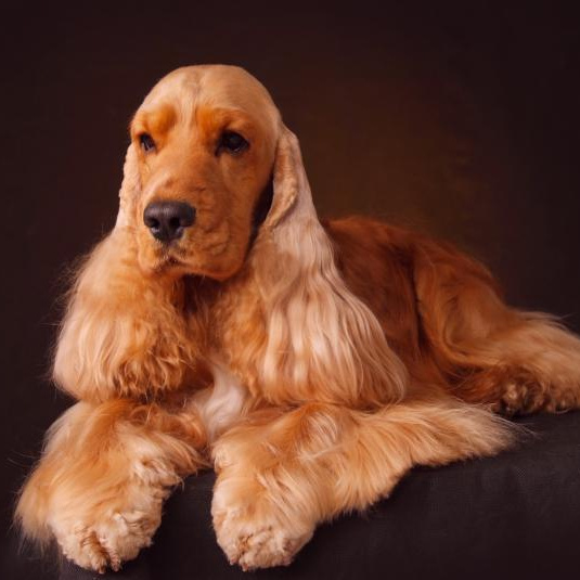 Английский кокер-спаниель (комплекс)