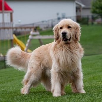 Золотистый ретривер (голден) (гигиена с мытьем)