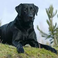 Лабрадор-ретривер (вычес, мытье, сушка)