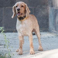 Английский кокер-спаниель (бритье, мытье, сушка)