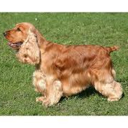 Английский кокер-спаниель (гигиена с мытьем)