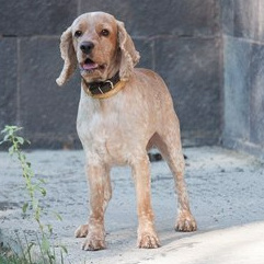 Английский кокер-спаниель (бритье, мытье, сушка)