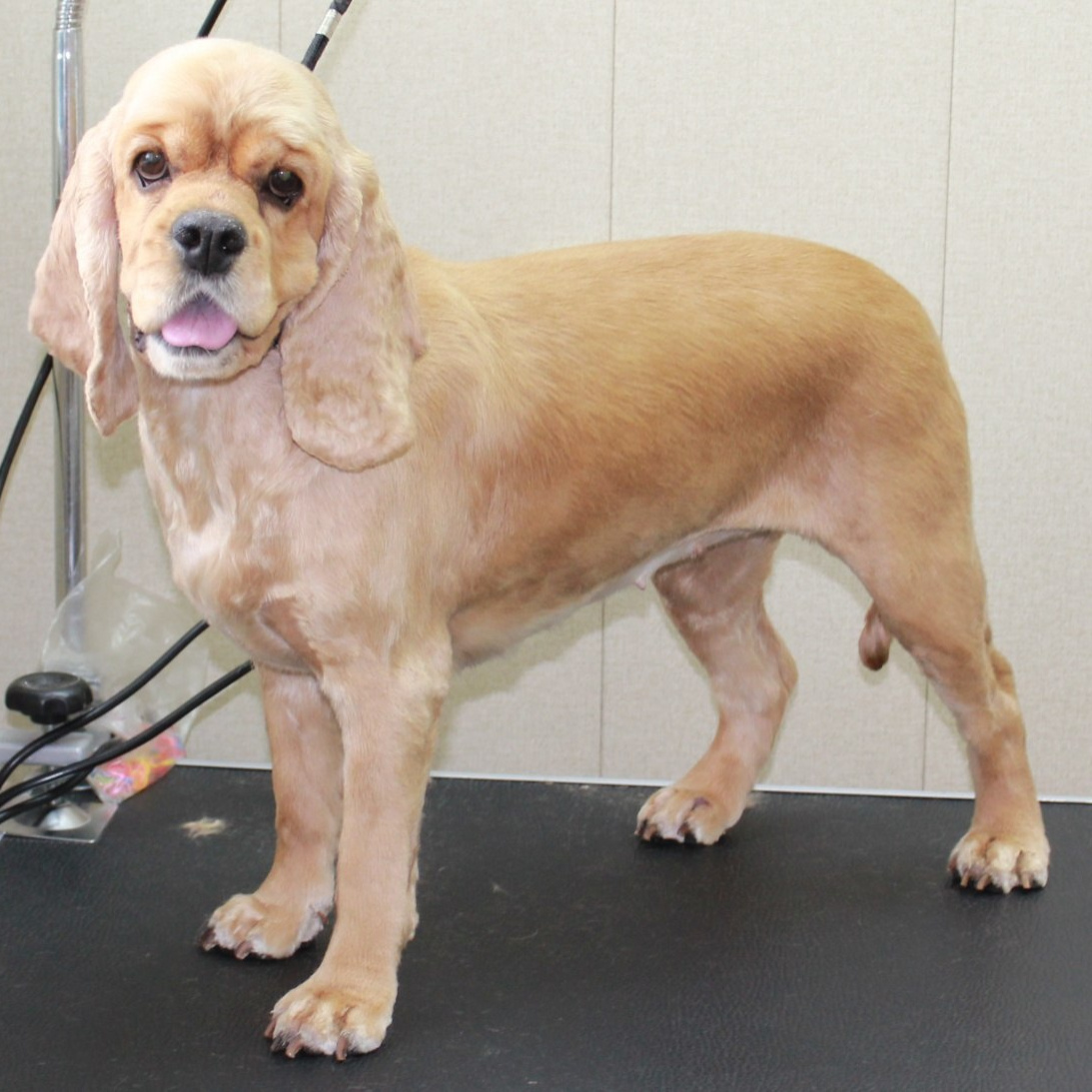 Американский кокер-спаниель (бритье, мытье, сушка)