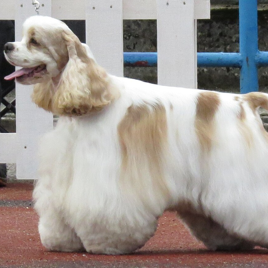 Американский кокер-спаниель (комплекс)