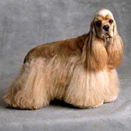 Американский кокер-спаниель (гигиена с мытьем)