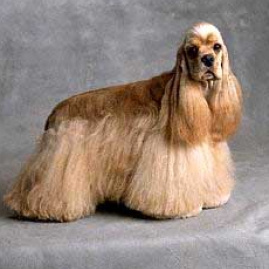 Американский кокер-спаниель (гигиена с мытьем)