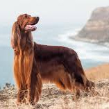 Ирландский сеттер (комплекс)