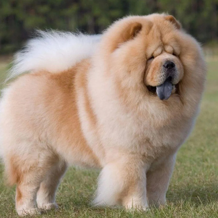 Чау-чау (вычес+мытьё+сушка) комплекс