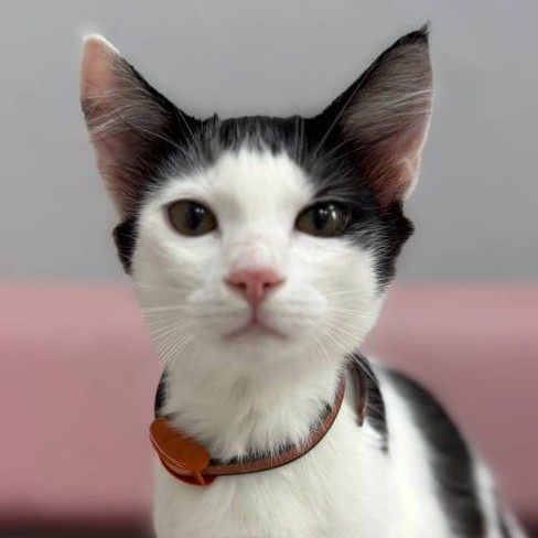 Стрижка кошки без купания