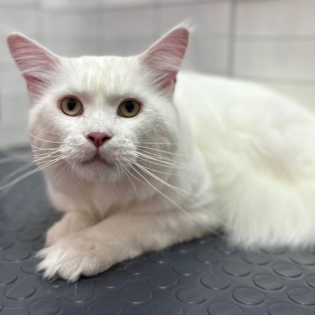 Экспресс линька для Мейн-Куннов, Персидских и Невских маскарадных кошек