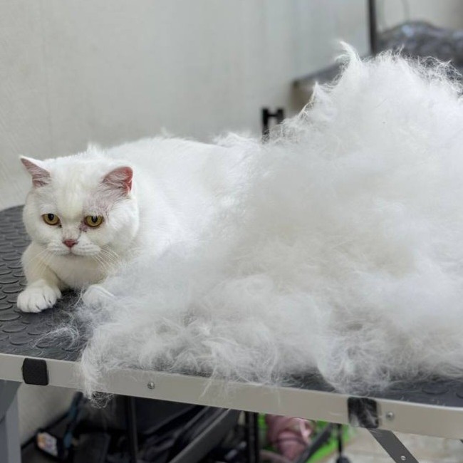 Экспресс-линька для кошек до 10кг