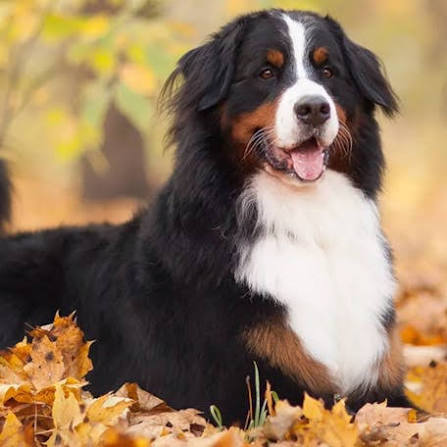 Экспресс линька для Бернского Зенненхунда