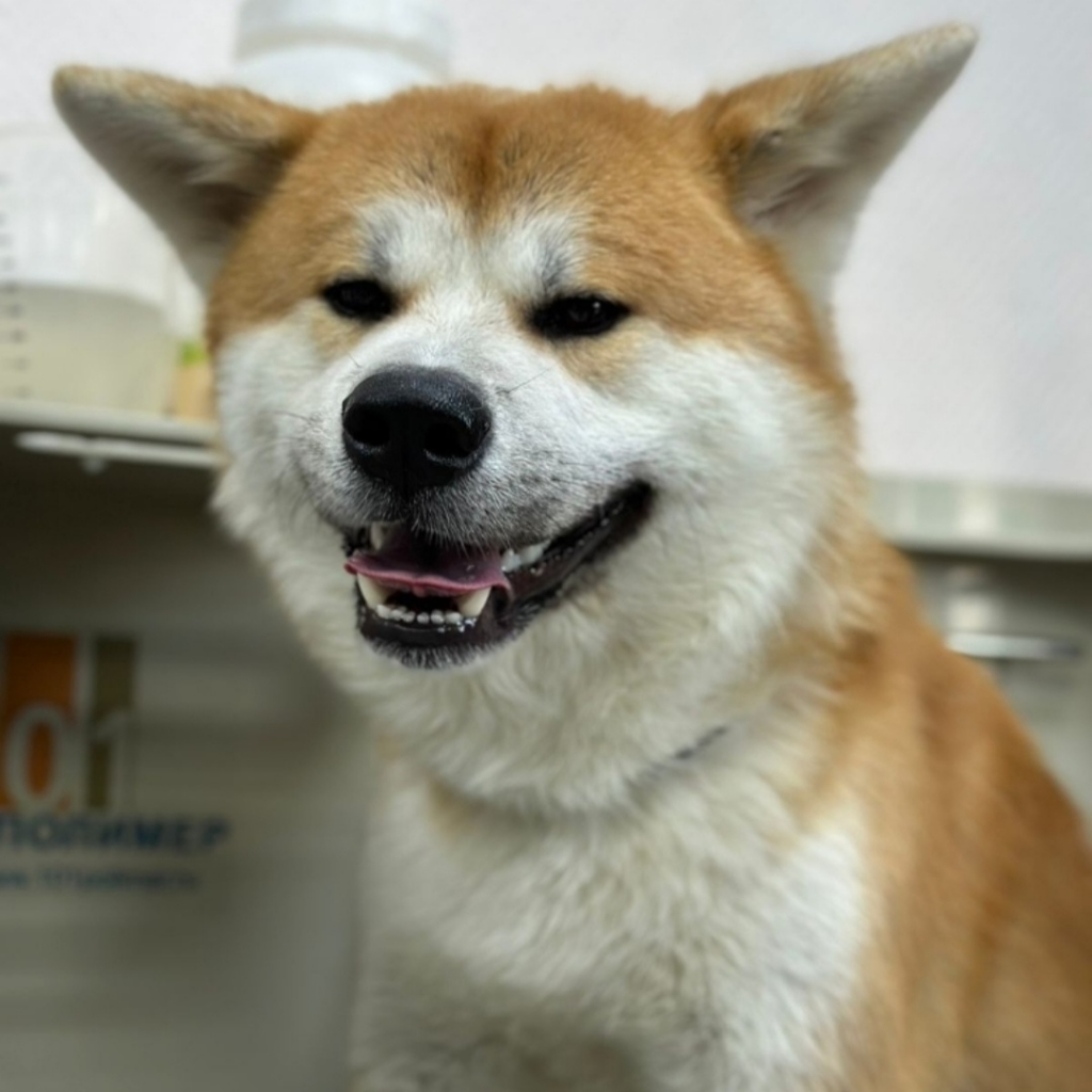 Экспресс линька для Акита-Ину