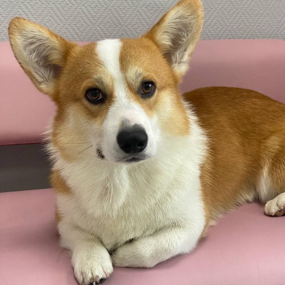 Экспресс линька для Корги