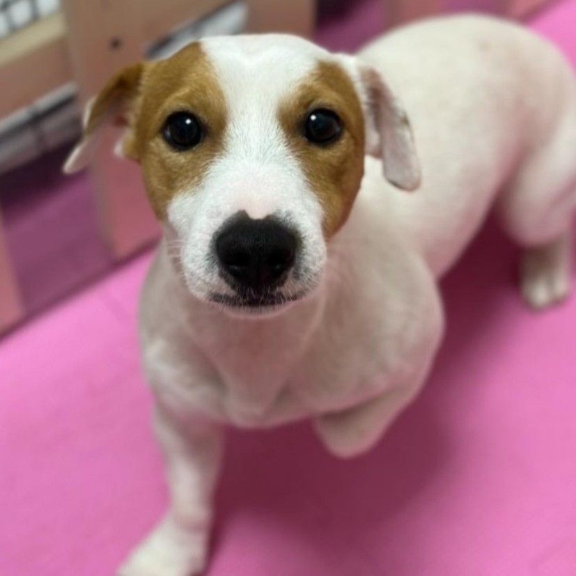 Экспресс линька для Джек-Рассел-Терьера