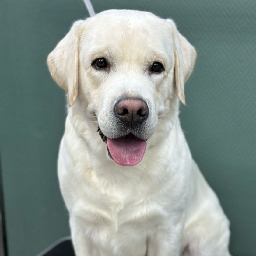 Экспресс линька для Лабрадора