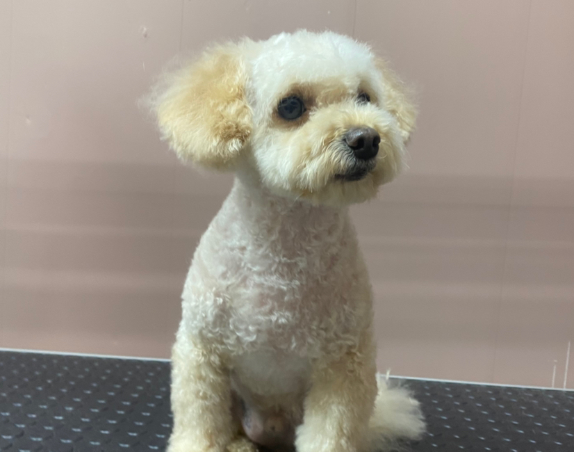 Стрижка под машинку мелких пород (до 10 кг. и 35 см.) Прочие порды