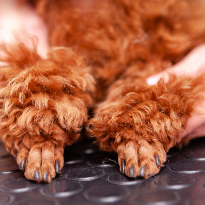 Стрижка когтей мелких пород (до 10 кг. и 35 см.) Прочие породы