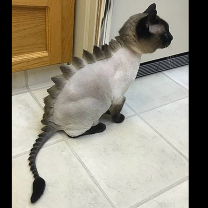 Доп к стрижке (дракончик). Кошки