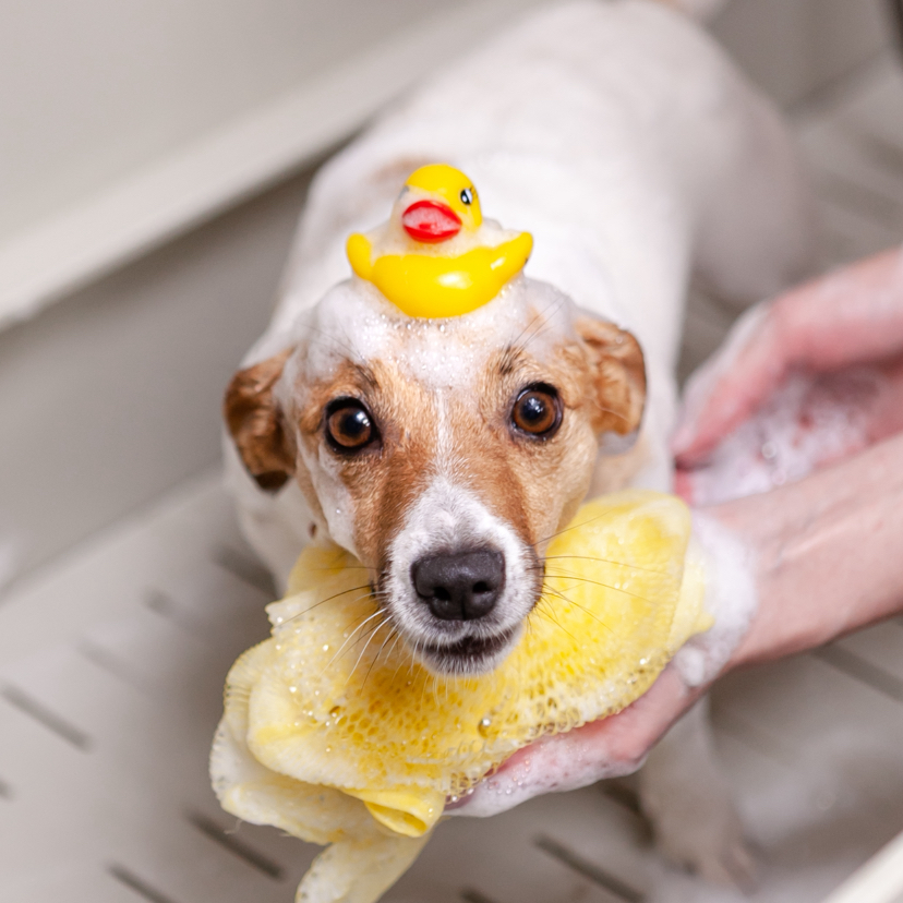 Маска для увлажнения шерсти.