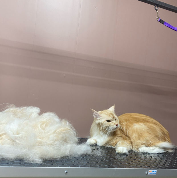 Вычесывание кошки до 5 кг. с мытьём.