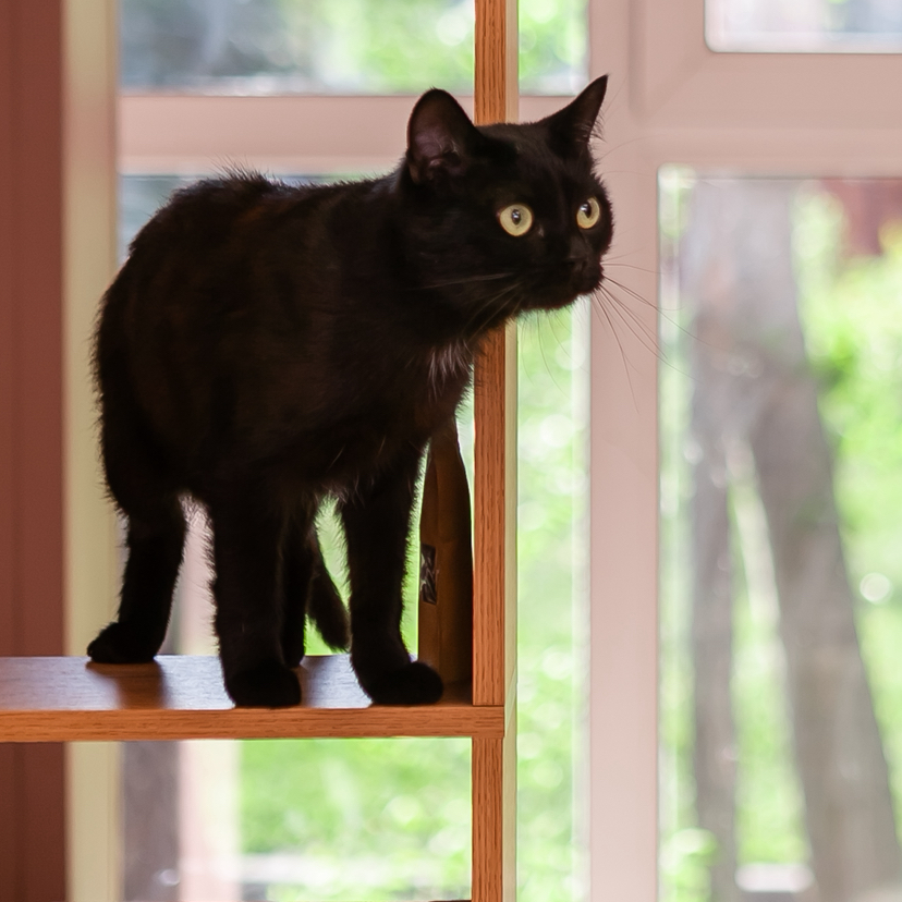 Передержка кошек посуточная