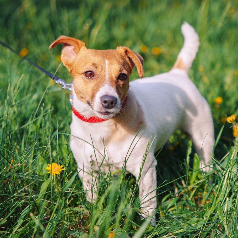 Передержка мелких пород собак почасовая.