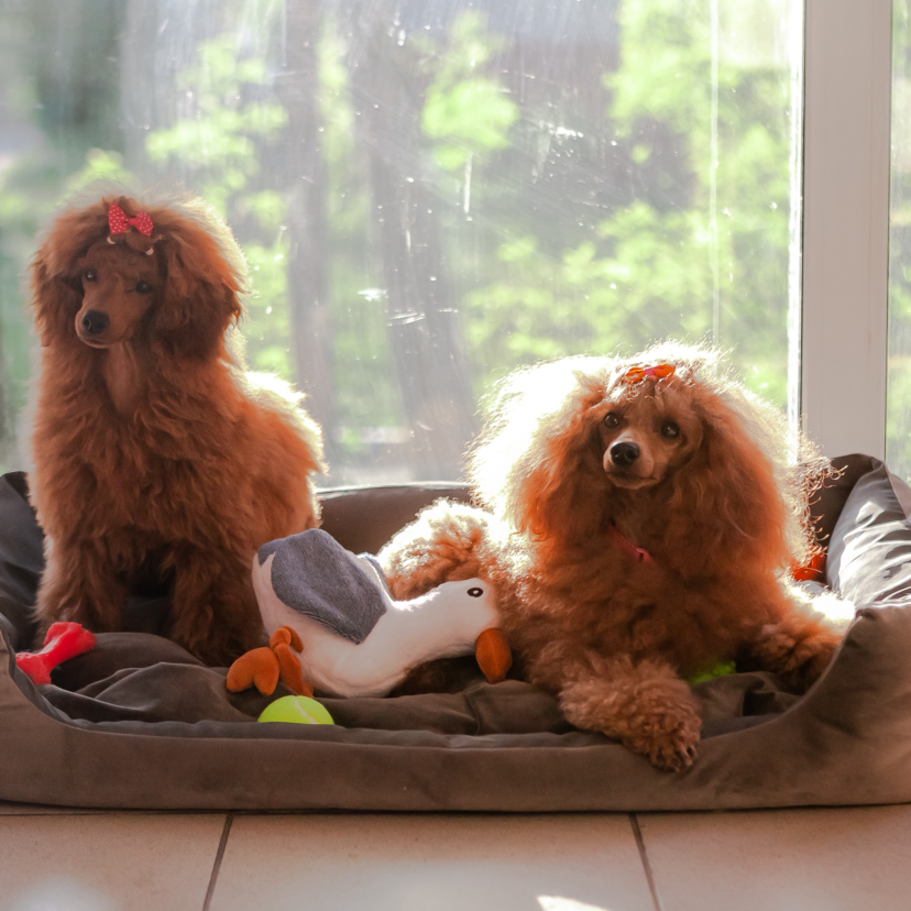 Передержка мелких пород  собак посуточная