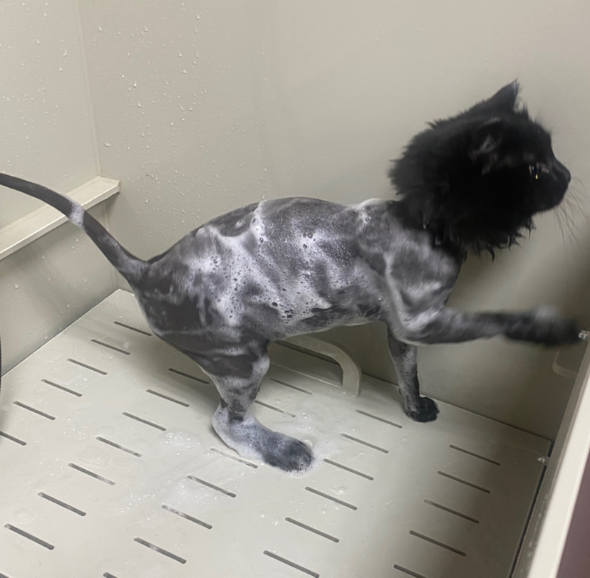 Стрижка с мытьëм. Кошки