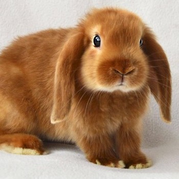 Комплекс для кролика БЕЗ КУПАНИЯ