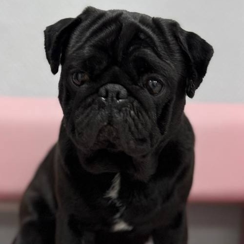 Экспресс линька для Мопса