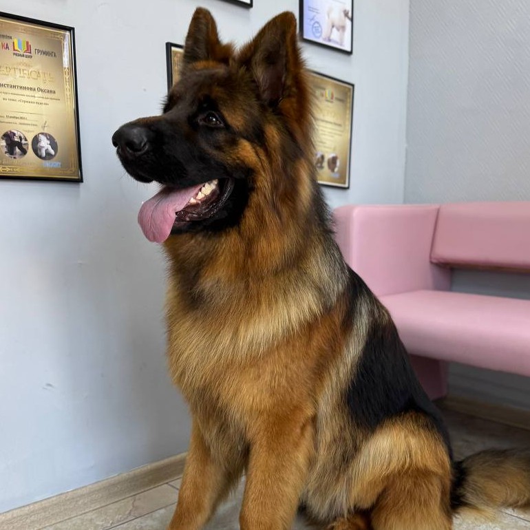 Экспресс линька для Овчарки