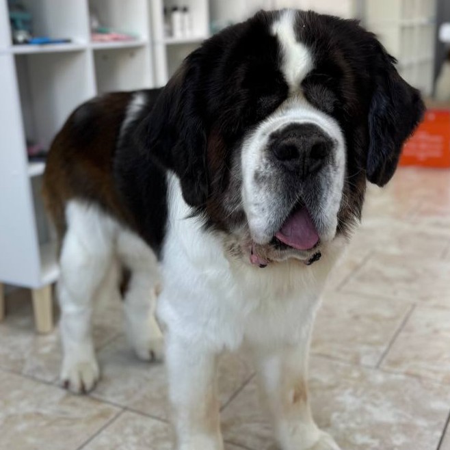 Экспресс линька для Сенбернара