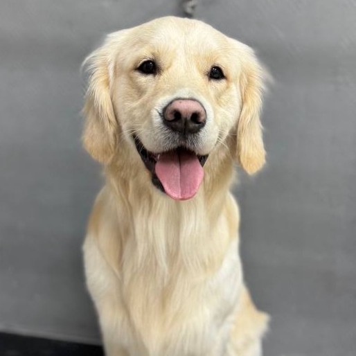 Экспресс линька для Ретривера