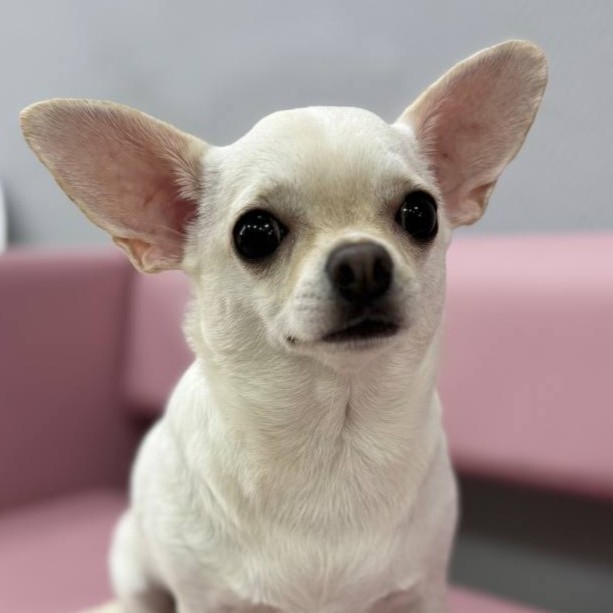 Экспресс линька для Тойтерьера, Чихуахуа