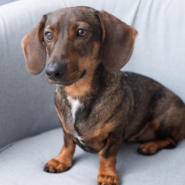 Экспресс линька для Таксы