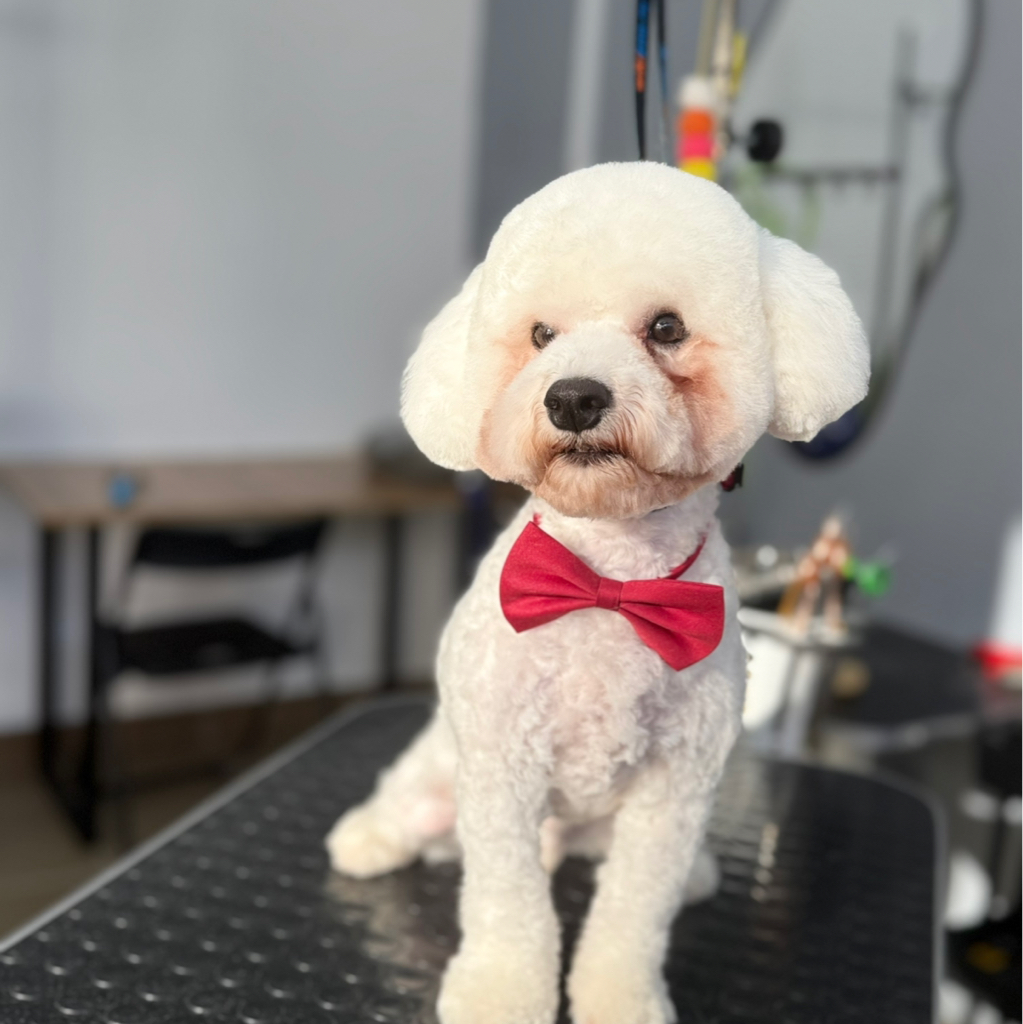 Гигиенический уход для Бишона