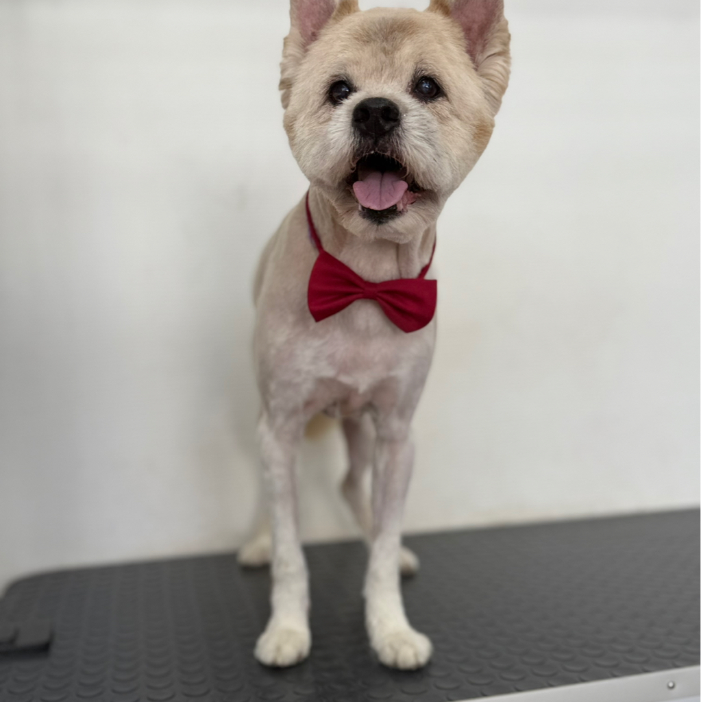 Комплексный уход для средних пород