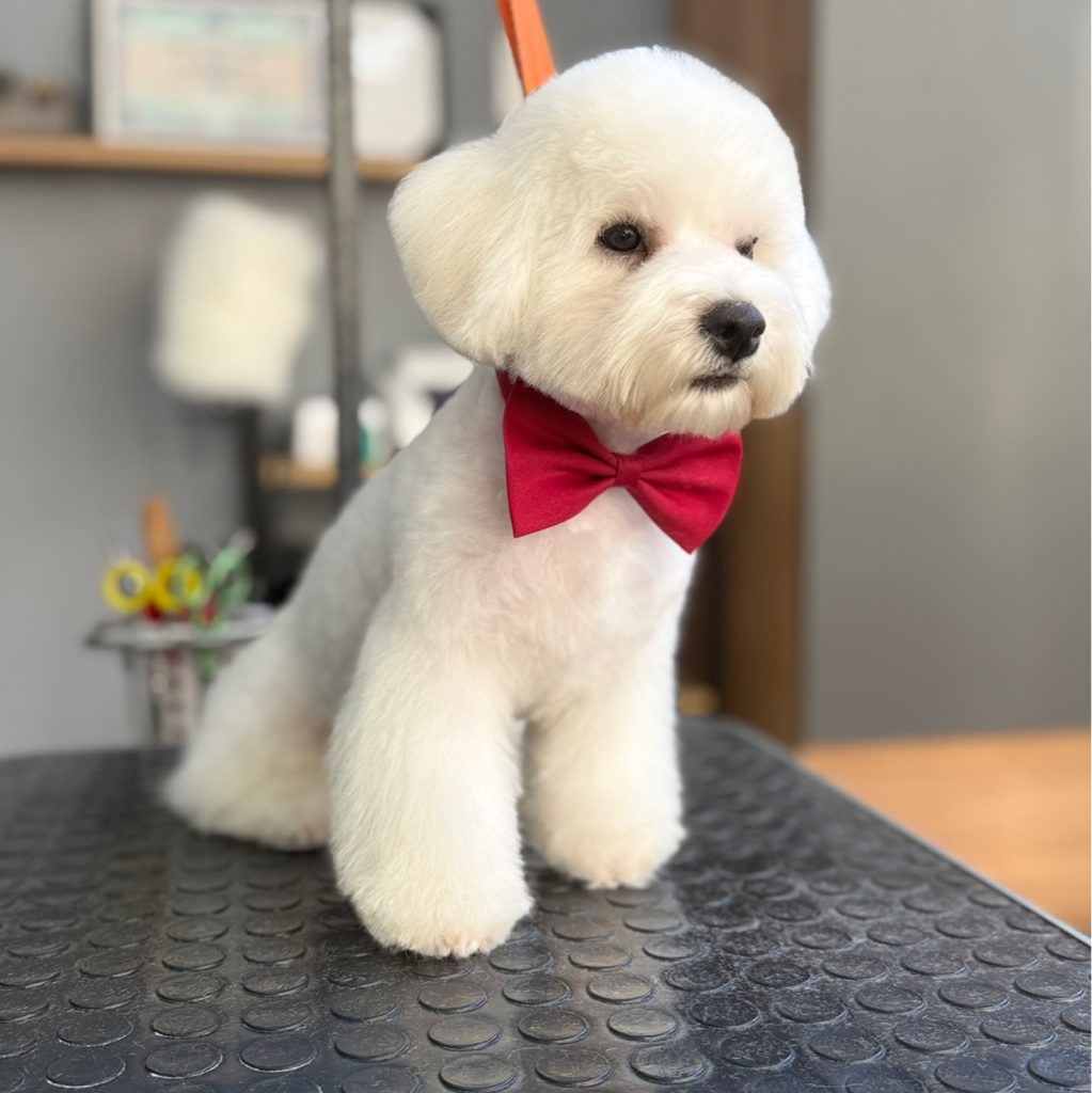 Полный комплекс для Бишона