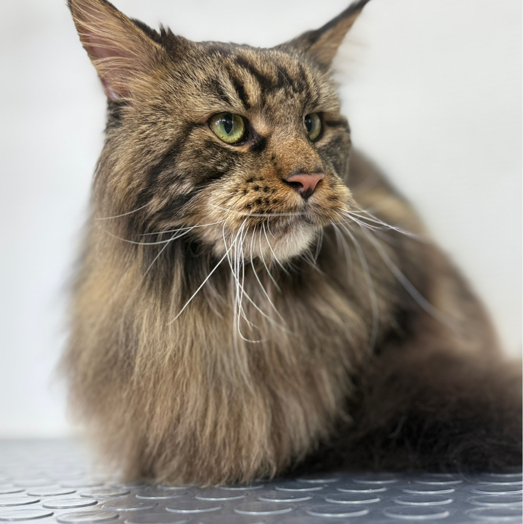 Вычес кошки от 6кг Мейкун без купания