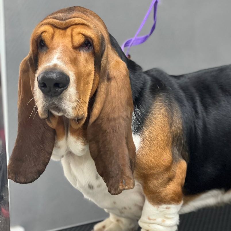 Экспресс-линька для Бассет-Хаунда