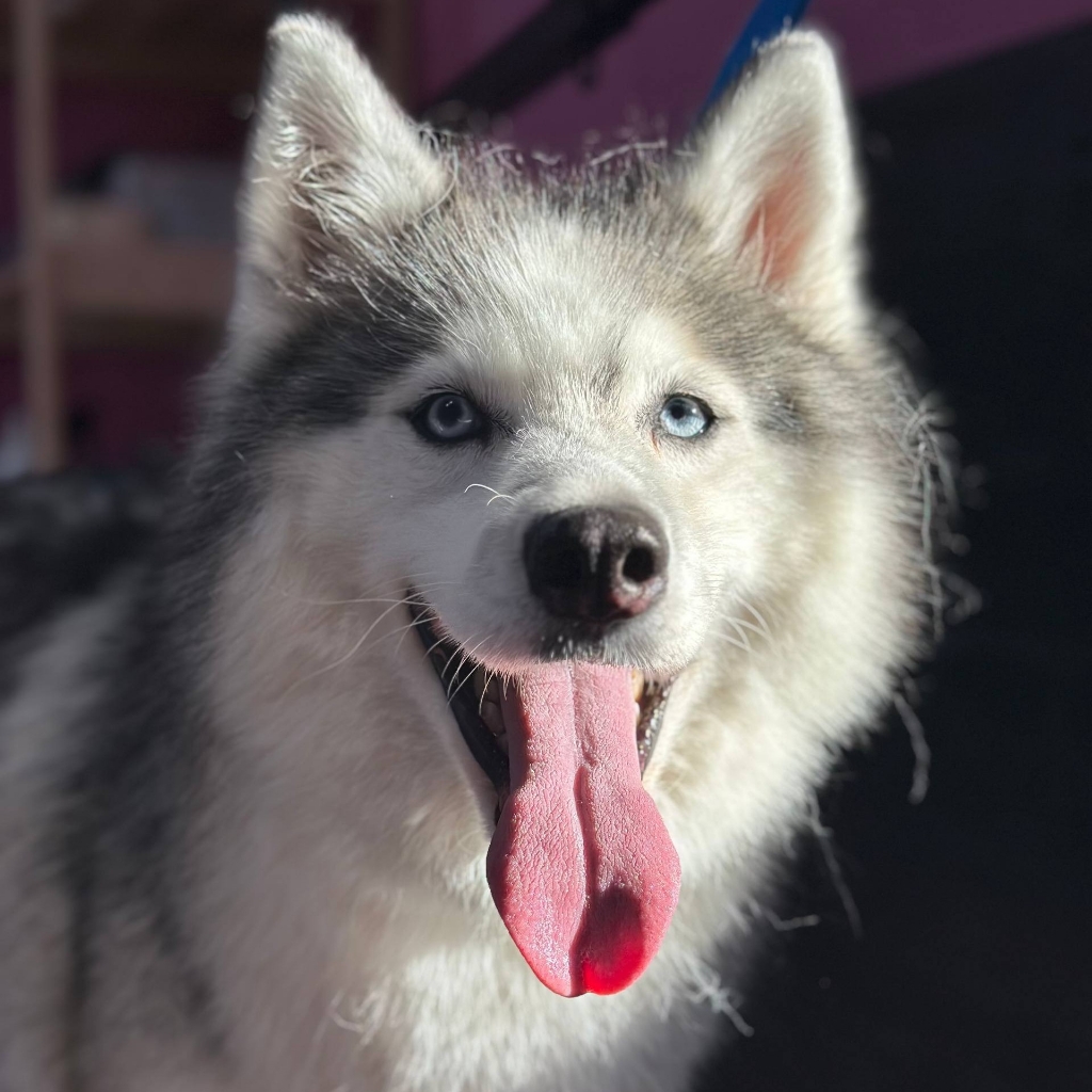 Экспресс линька для Хаски