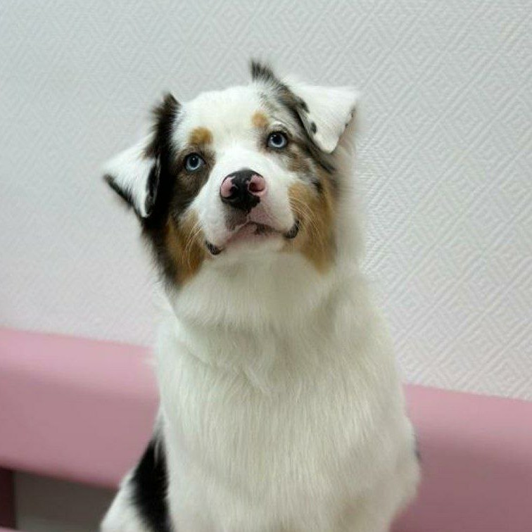 Экспресс-линька для Аусси