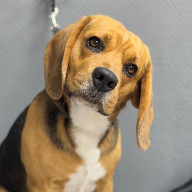 Экспресс-линька для Бигля