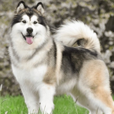 Экспресс линька для Маламута