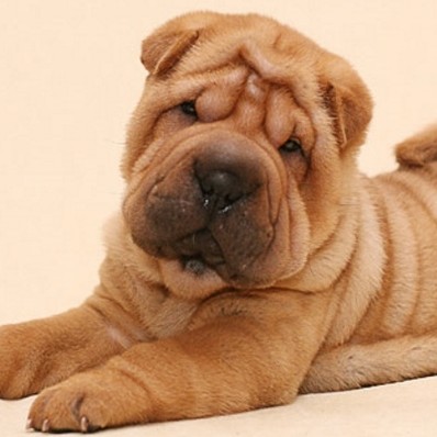 Экспресс линька для Шарпея