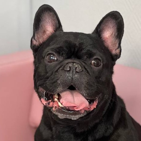 Экспресс линька для Французского Бульдога